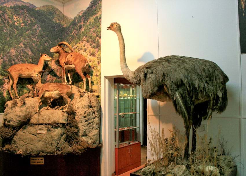 Municipal Museum of Natural History